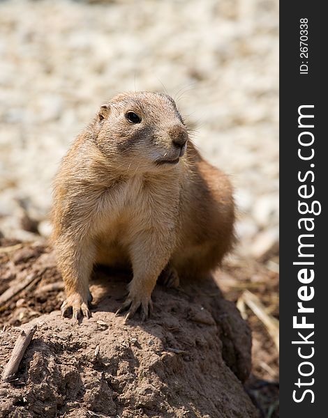 Prairie dog on an earth mound keeps watch