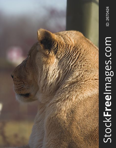 Side profile of a Lioness