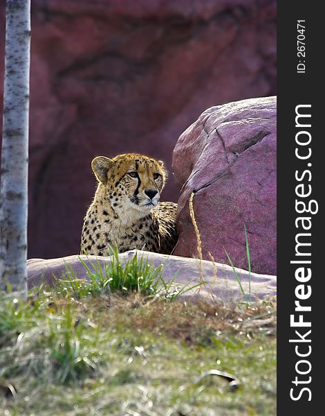 Cheetah lying beside a rock.acinonyx jubatus