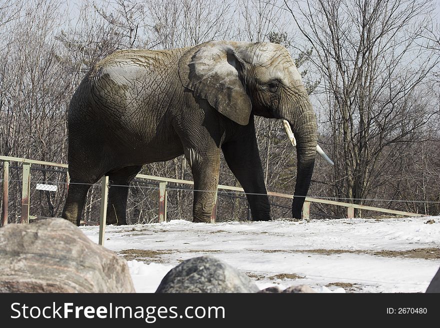 Elephant walking in a zoo