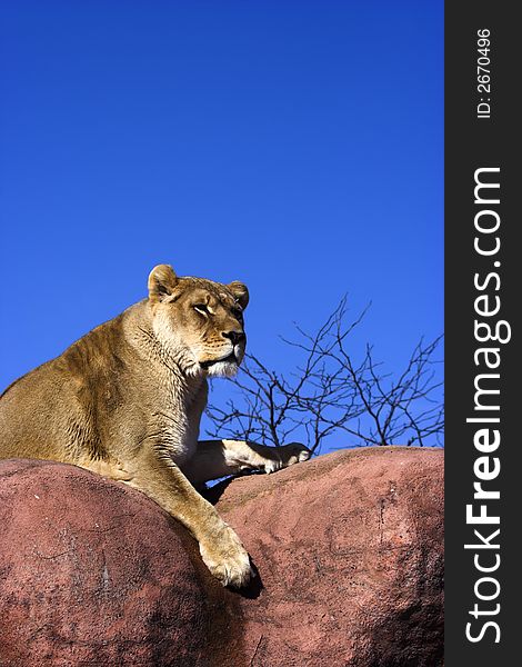 Lioness sunning on rocks in spring