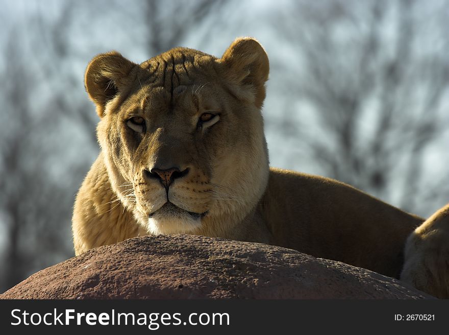 Lioness resting on the rocks