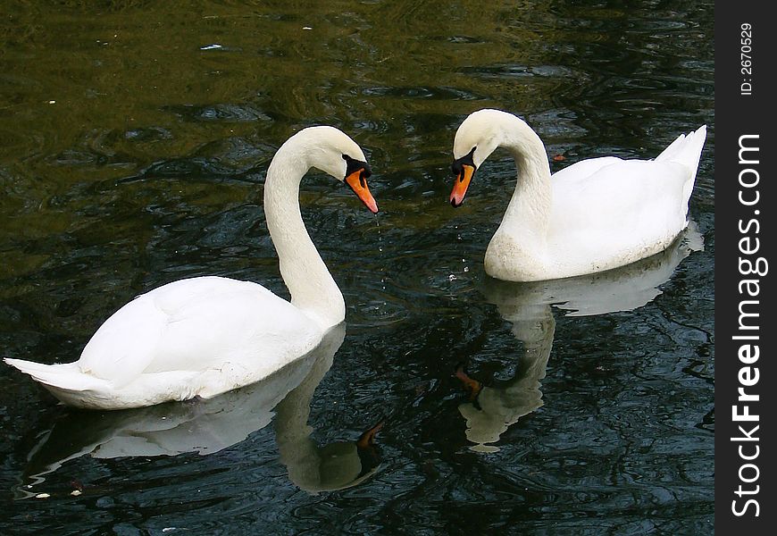 Tho swans in love walentines
