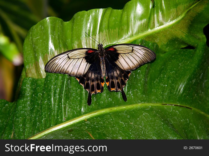 Black And Grey Butterfly On Le