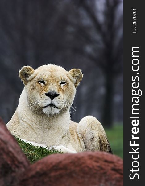 Lioness sitting on grass behind rocks