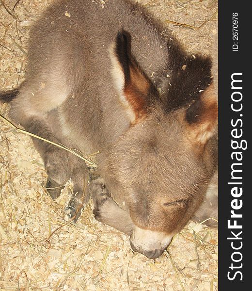 This image depicts a baby donkey sleeping.