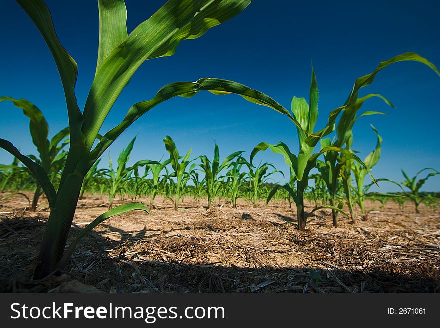 Corn field growing