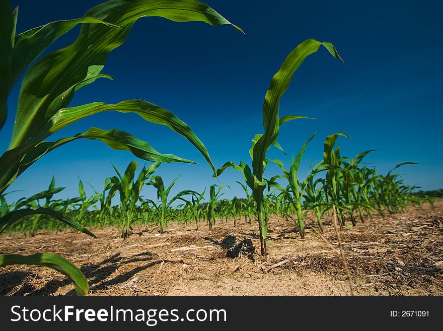 Corn field growing