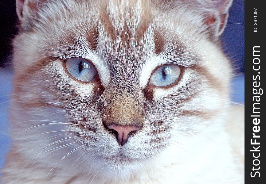 Adorable tabby cat with pink nose and beautiful blue eyes. Adorable tabby cat with pink nose and beautiful blue eyes