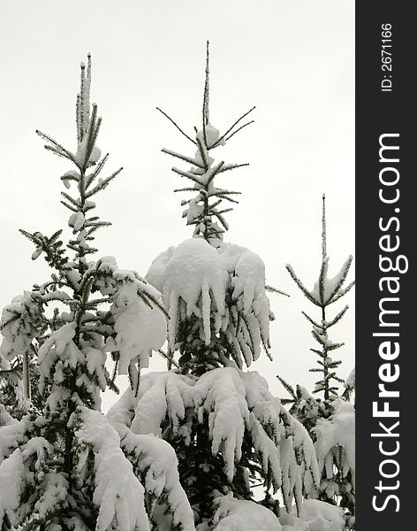 The tops of pine tress that are covered in snow. The tops of pine tress that are covered in snow