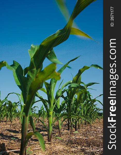 Freshly plowed field of new green corn stalks growing against a dark blue sky background. Freshly plowed field of new green corn stalks growing against a dark blue sky background