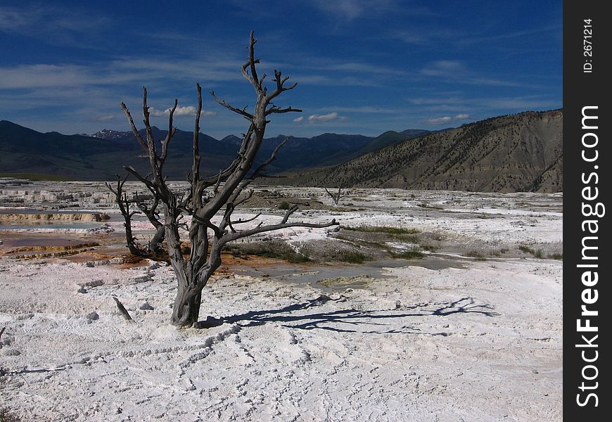 A lone dead tree stands at Mammoth Hot Springs, Yellowstone National Park