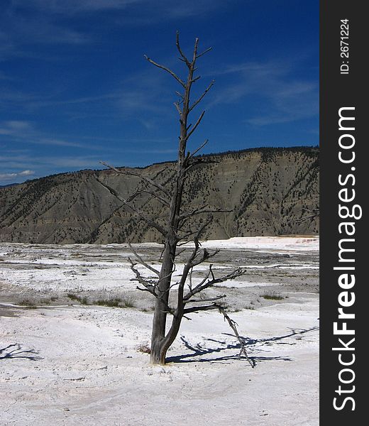 A lone dead tree stands at Mammoth Hot Springs, Yellowstone National Park