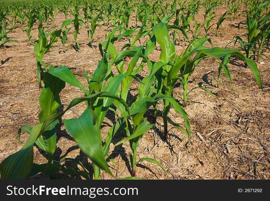 Freshly plowed field of new green corn stalks growing against a dark blue sky background. Freshly plowed field of new green corn stalks growing against a dark blue sky background