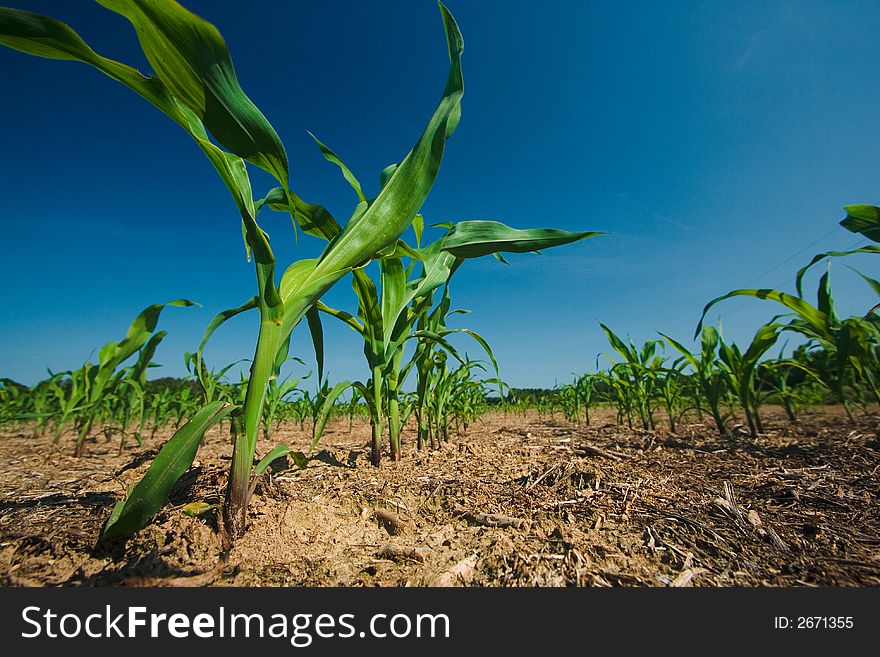 Freshly plowed field of new green corn stalks growing against a dark blue sky background. Freshly plowed field of new green corn stalks growing against a dark blue sky background