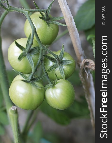 Unripe homegrown tomatoes growing tied to bamboo