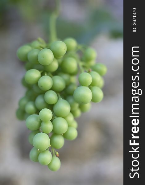 White grapes growing on the vine