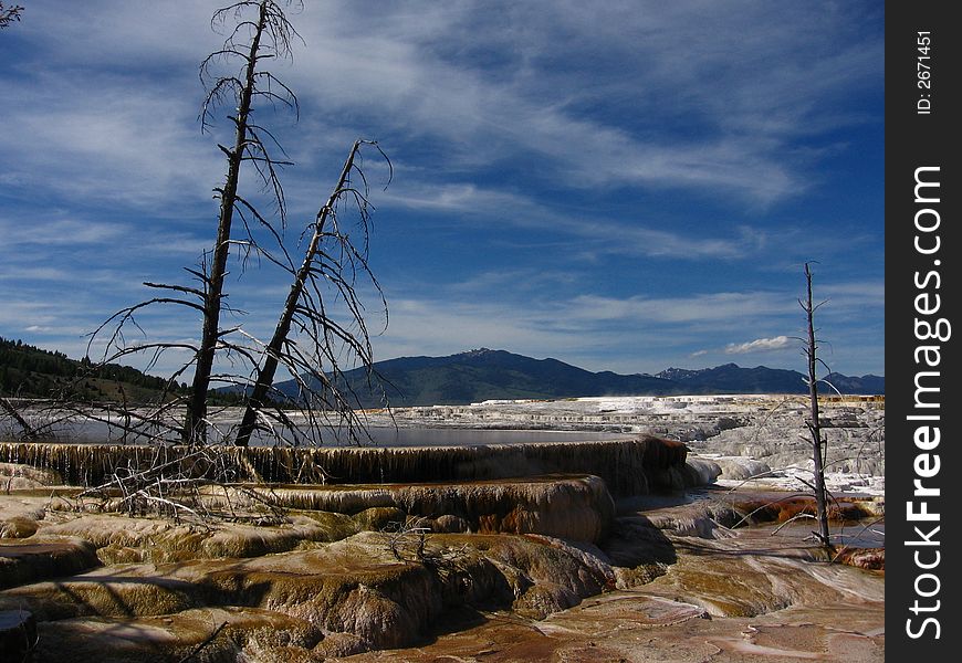 A few dead trees stand at Mammoth Hot Springs Canary Hot Spring, Yellowstone National Park
