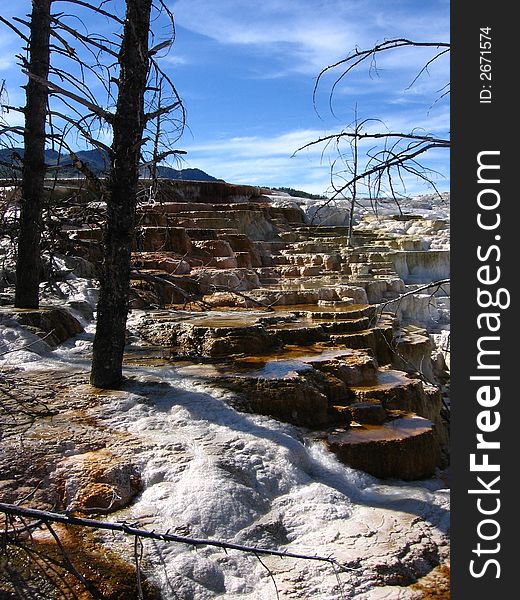 A few dead trees stand at Mammoth Hot Springs Canary Hot Spring, Yellowstone National Park