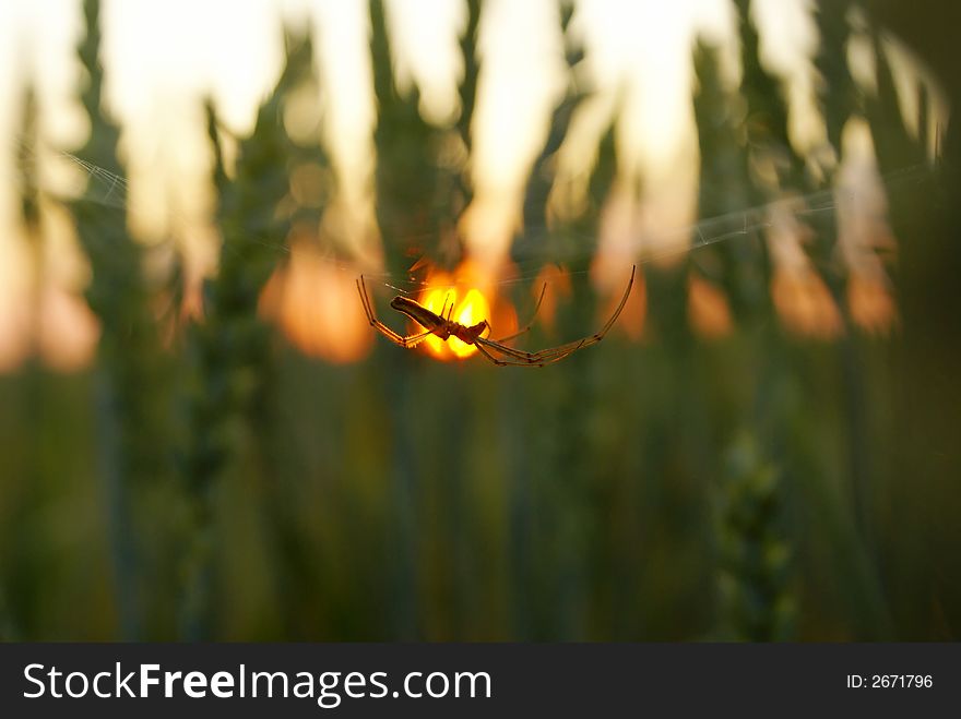 Spider on a background of a sunset