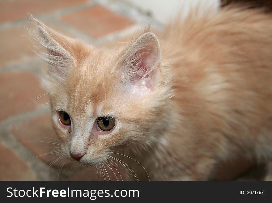 Small white kitten of Maine Coon. Small white kitten of Maine Coon