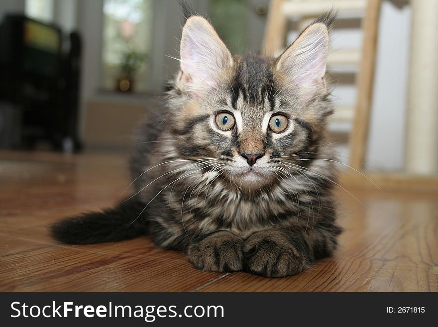 Small black kitten of Maine Coon. Small black kitten of Maine Coon