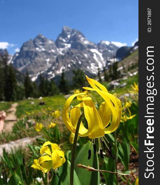 A close up of an Avalanche Lily with the Tetons in the background. A close up of an Avalanche Lily with the Tetons in the background