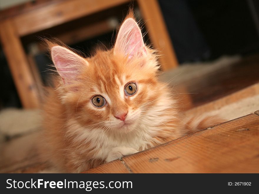 Small white kitten of Maine Coon. Small white kitten of Maine Coon