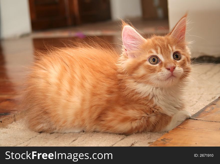 Small white kitten of Maine Coon. Small white kitten of Maine Coon