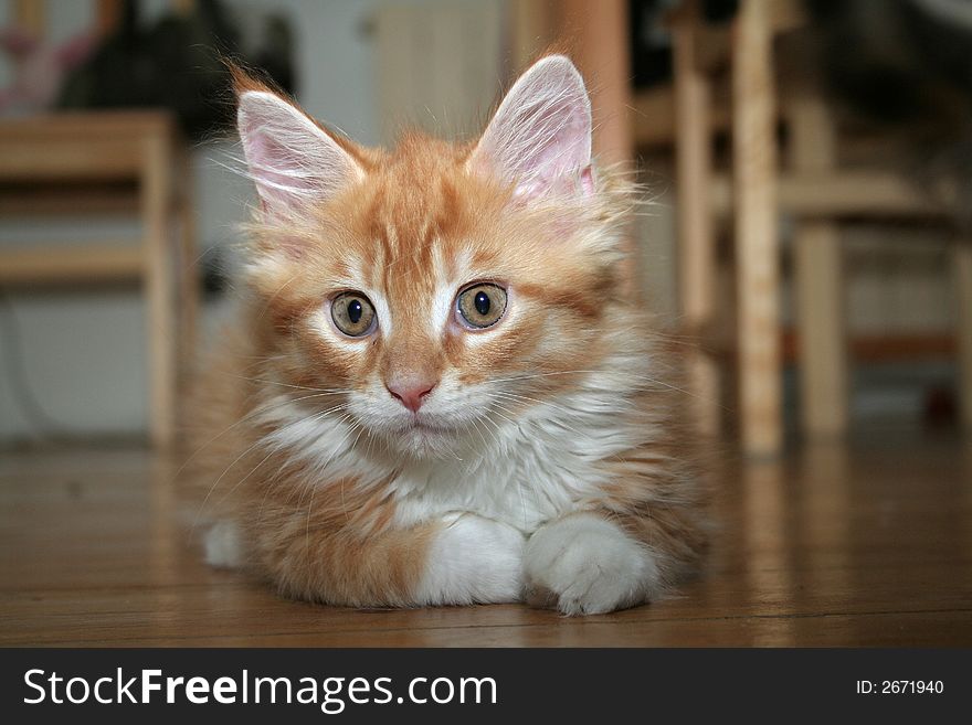 Small white kitten of Maine Coon. Small white kitten of Maine Coon