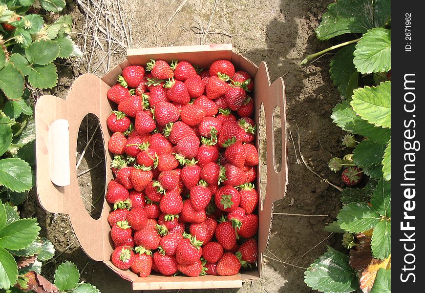 Picked strawberries in june in a farm