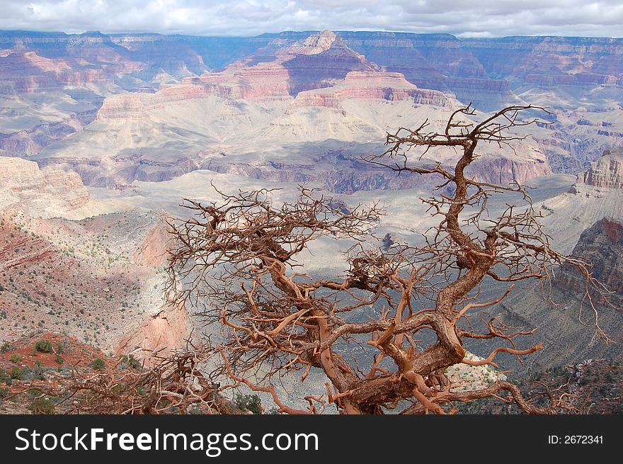 A tree reaching through space in the Grand Canyon.