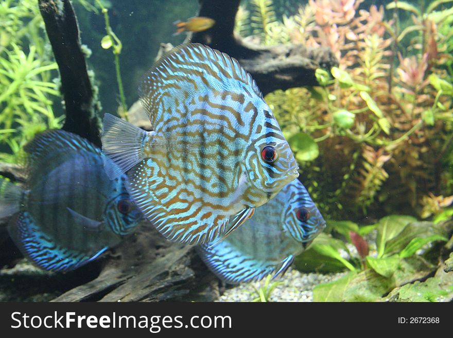 A trio of Discus Fish - Symphysodon Aequifasciatus