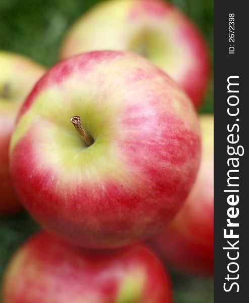 Close-up of Royal gala apples in a garden