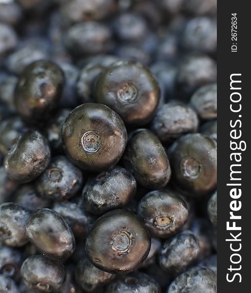 Close-up of freshly picked blueberries. Close-up of freshly picked blueberries