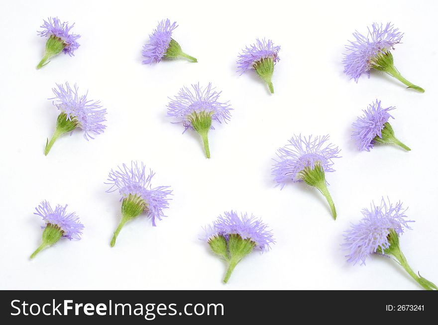 Small purple flower background over white. Small purple flower background over white