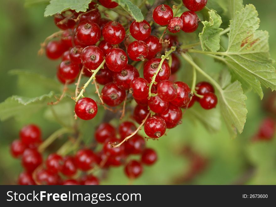 Cluster of berries of a red currant