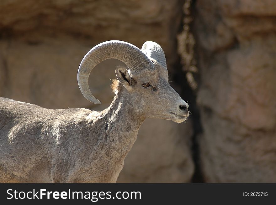 A portrait of a bighorn sheep.