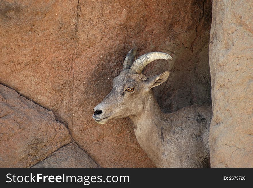 A bighorn sheep takes refuge behind a rock.