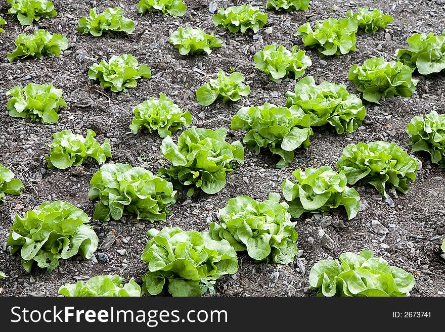Rows of butterhead lettuce in a farm