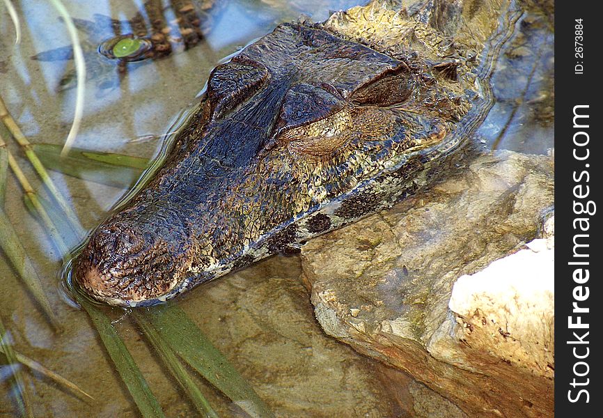 Partially submerged crocodile rests its head on a rock