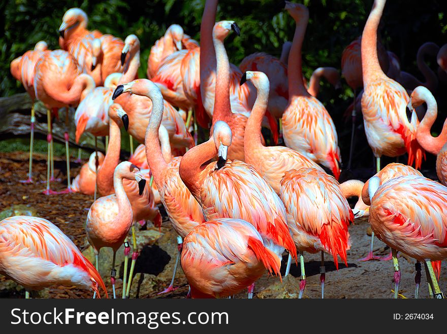 A flock of flamingos on a bright sunny day