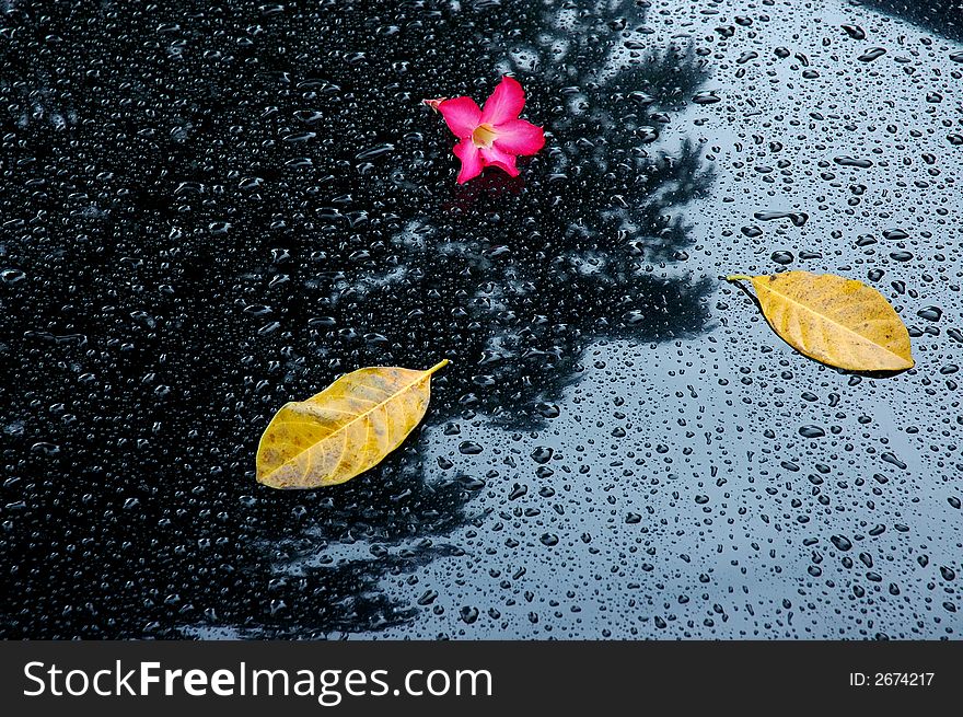 Water droplets and leaf on the car surface