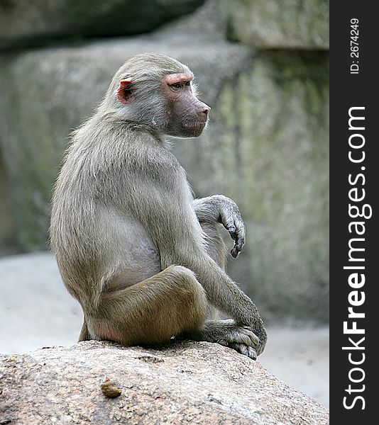 Portrait of nice baboon female. Portrait of nice baboon female
