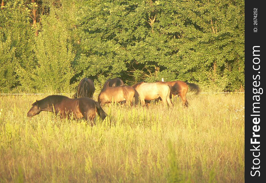 A herd of horses in the field