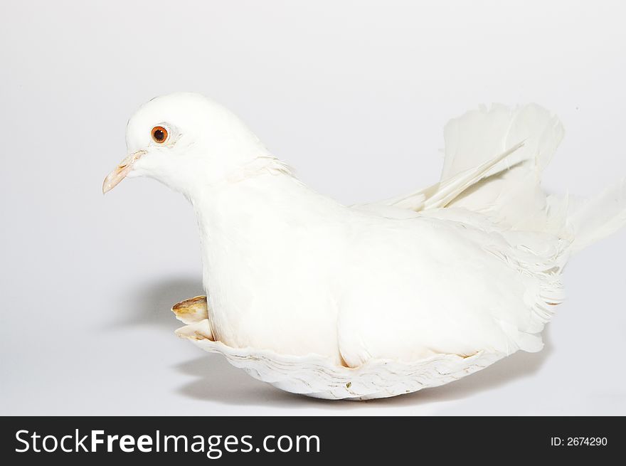 White dove, pigeon portrait in shell nest