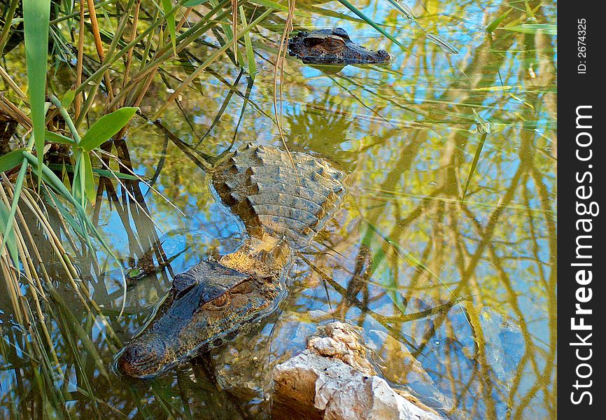 Two crocodiles submerged in water reflecting the jungle above. Two crocodiles submerged in water reflecting the jungle above