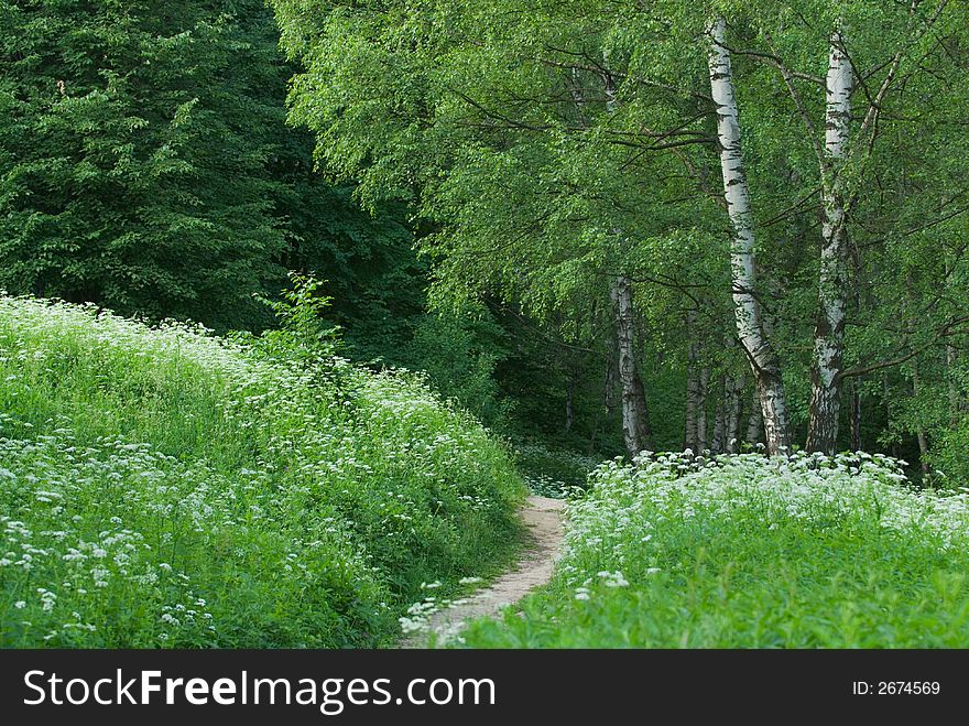 Birch And Path In A Park