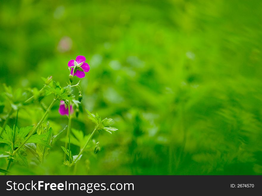 Grass blades for a nice floral background