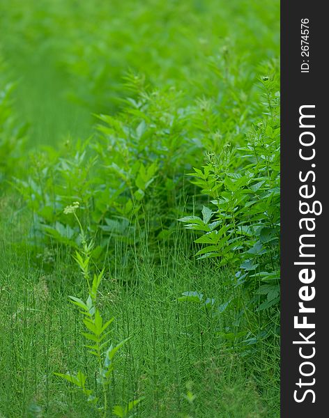 Grass blades for a nice floral background